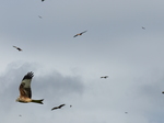 FZ023480 Red kites (Milvus milvus).jpg